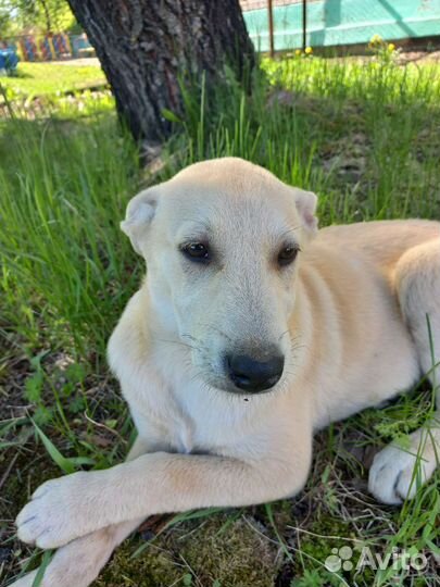 Щенок в добрые руки бесплатно