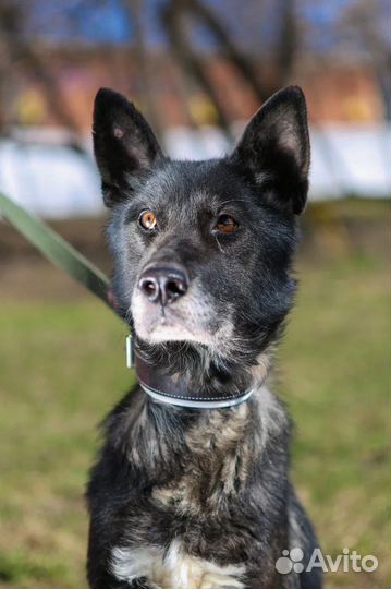 Собака из приюта ждет семью