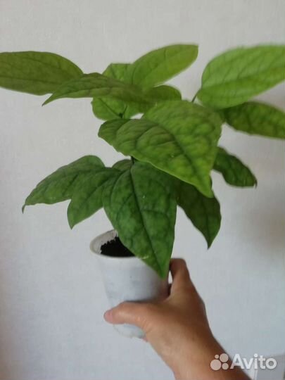 Клеродендрум. Каллизия