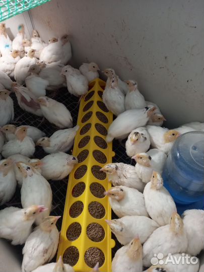 Перепела несушки техасцы