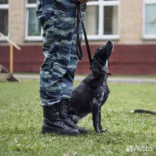 Услуги кинолога