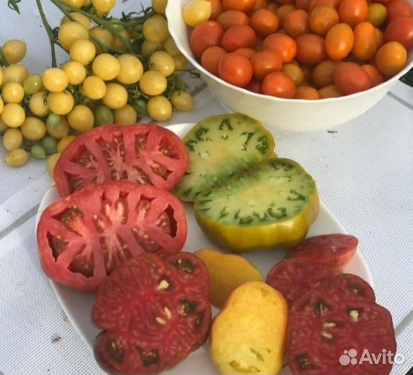 Семена сортовых томатов