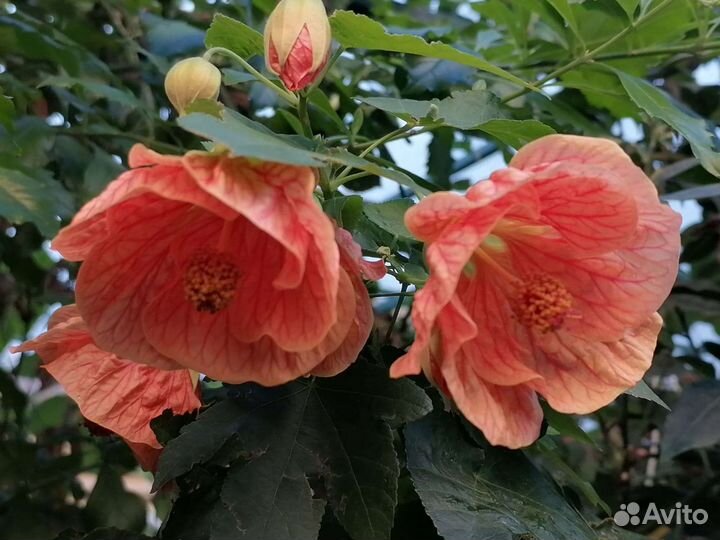 Абутилон Фрейя