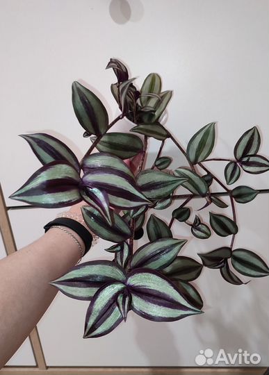 Традесканция