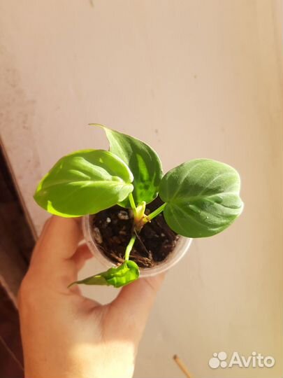 Филодендрон