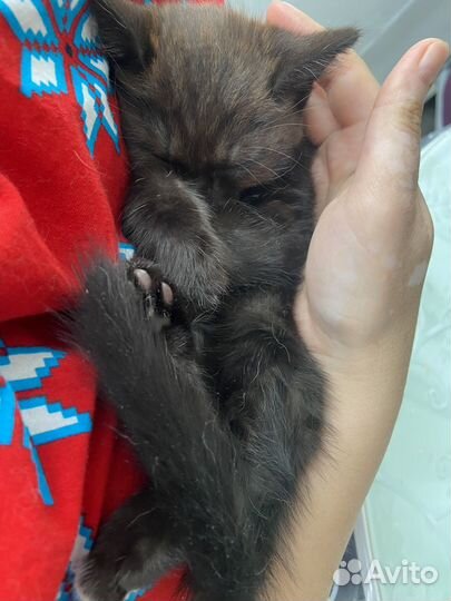 Котенок девочка в добрые руки