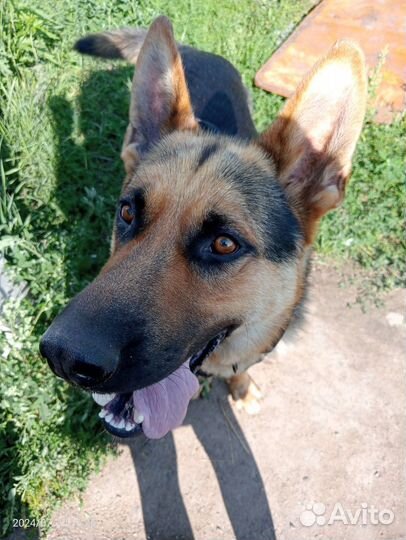 Продам немецкую овчарку