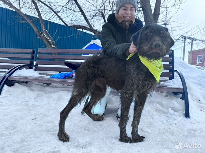 Красавица Тарзанка.Собака в приюте Некрасовка