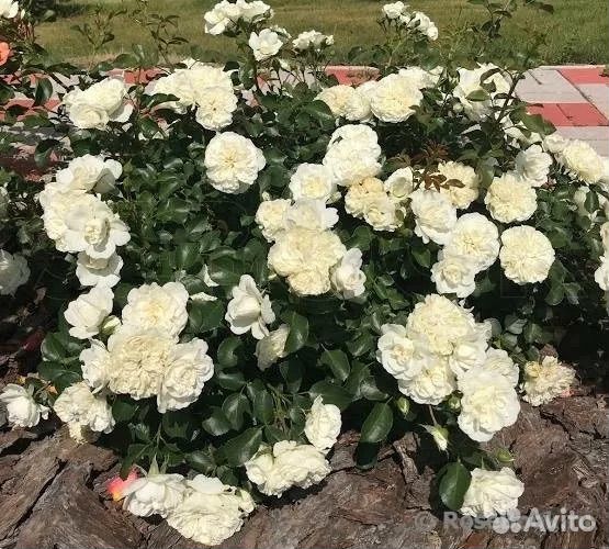 Почвопокровная роза Бланк Мейяндекор