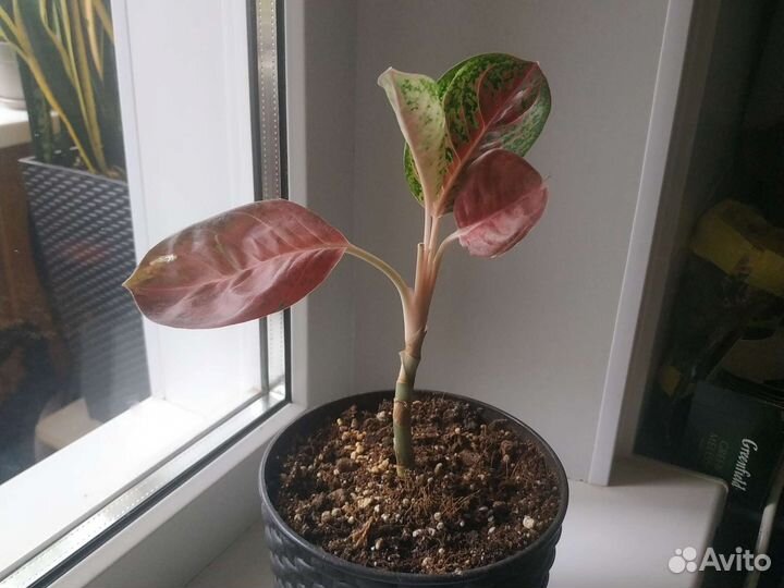 Аглаогема Десять карат