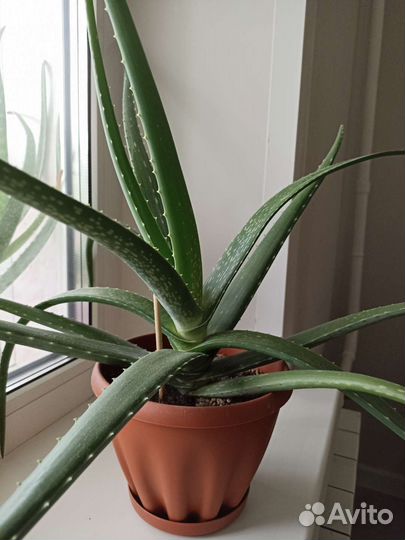 Сок алое вера