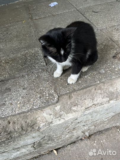 Кошки в добрые руки бесплатно