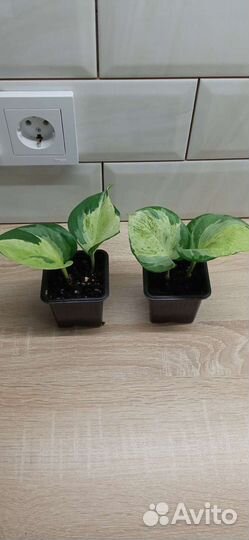 Эпипремнумы