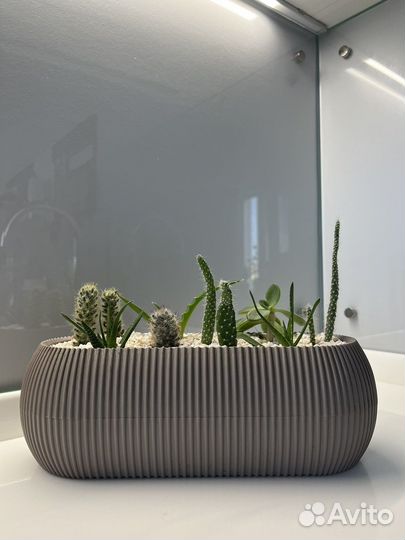 Флорариум суккуленты и кактусы