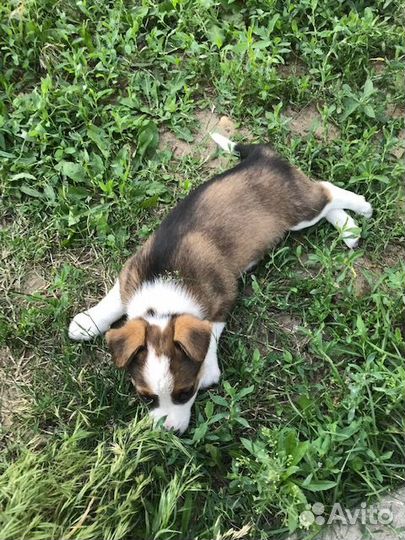 Щеночки в добрые руки. Вам понравится