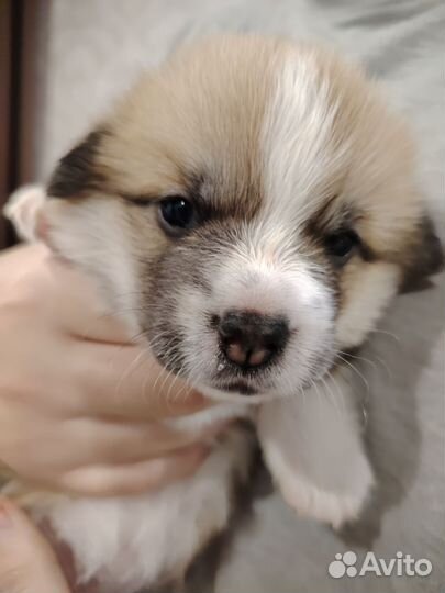 Вельш-корги пемброк