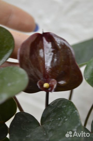 Антуриум андре paris black