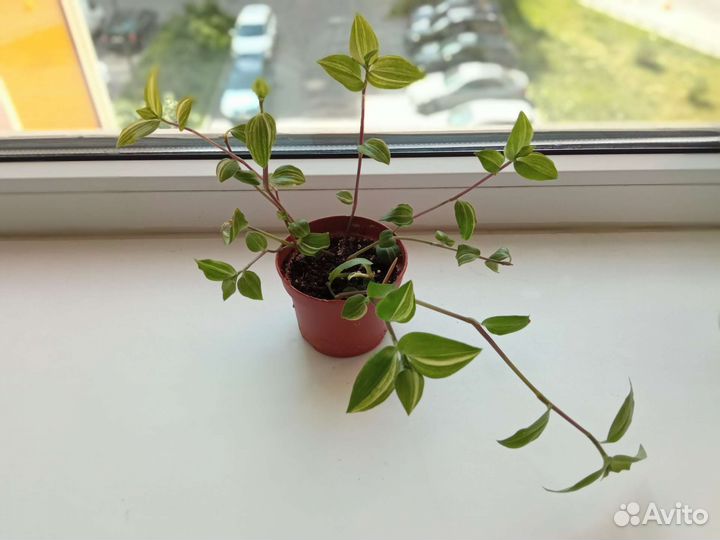 Любой цветок по одной цене