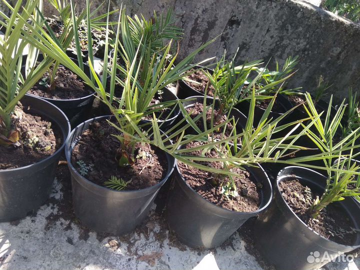 Пальма Финик Канарский и другие