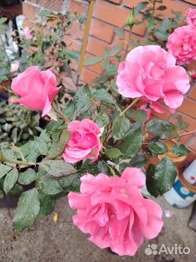 Большие кусты роз