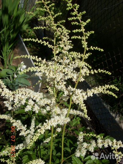 Белая астильба