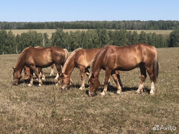 Кобылы Советские Тяжеловозы на племя