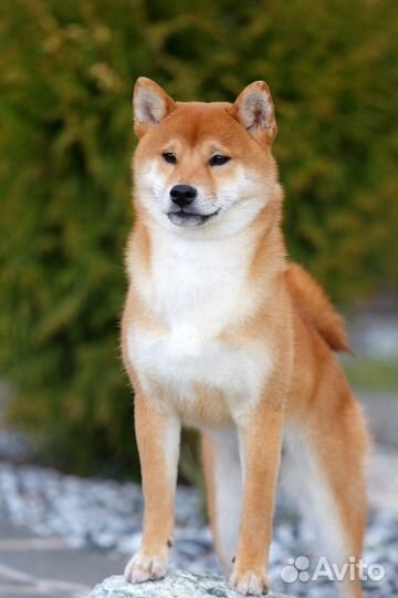 Сиба ину самурай