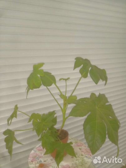 Большой комнатный цветок Фатсия