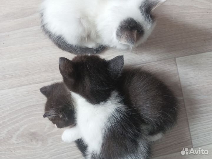 Котята в дар бесплатно