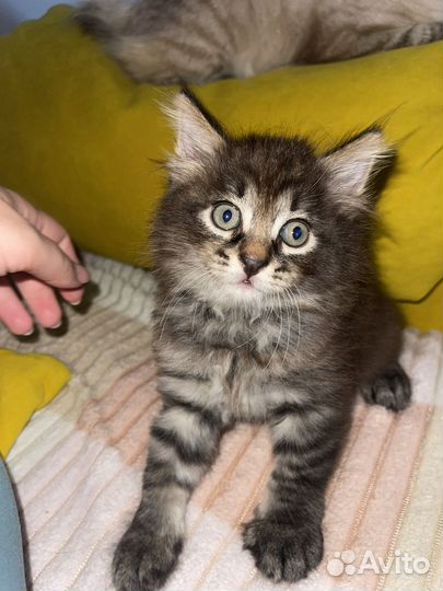 Котенок даром