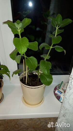 Комнатные растения разные