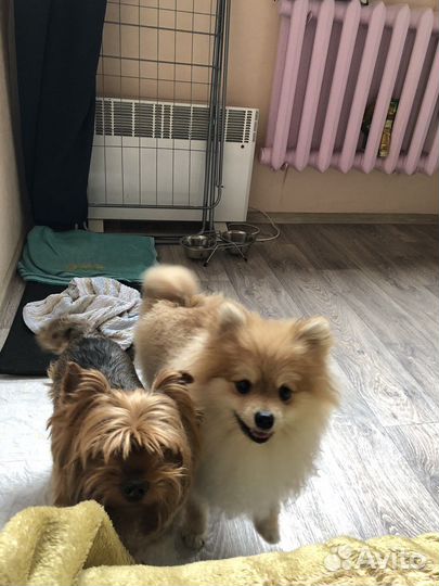 Передержка собак и кошек в домашних условиях