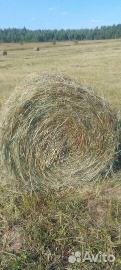 Лесное луговое сено