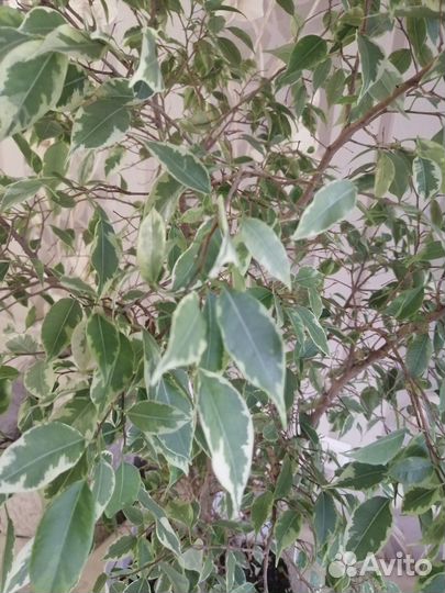Фикус бенджамина большой