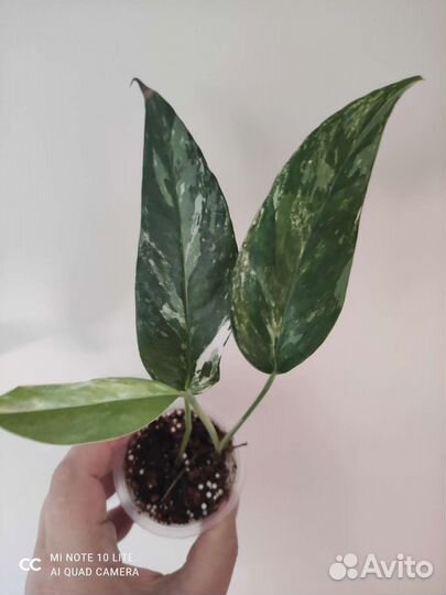 Эпипремнум пиннатум вайт