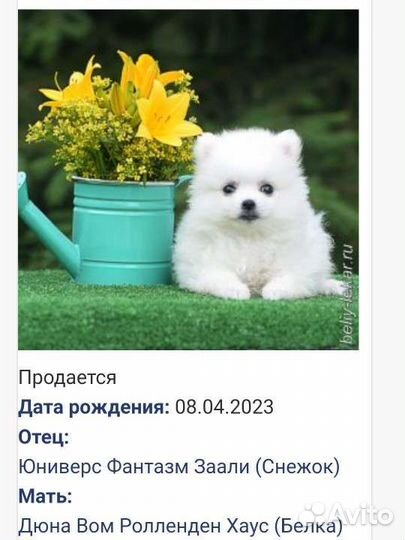 Японский шпиц щенки