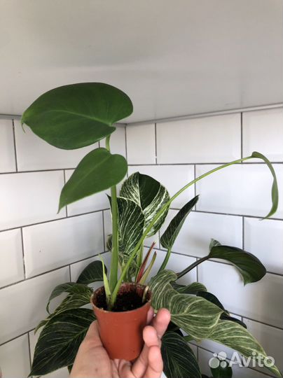 Комнатные растения маранта монстера хоя