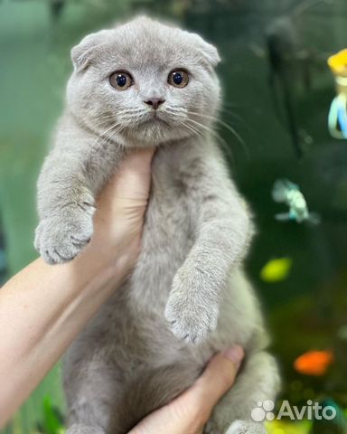 Клубная Шотландская вислоухая малышка