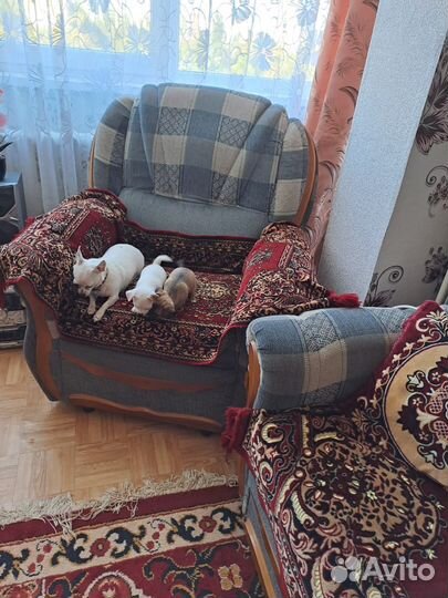 Щенки чихуахуа мини девочки