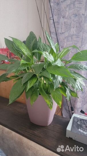 Спатифиллум