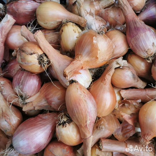 Лук шалот