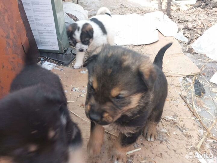 Щенки