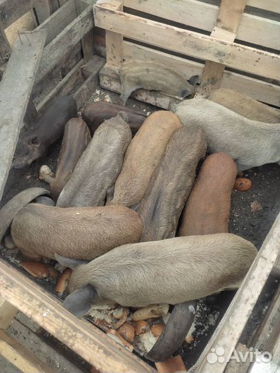 Подрощенные домашние поросята