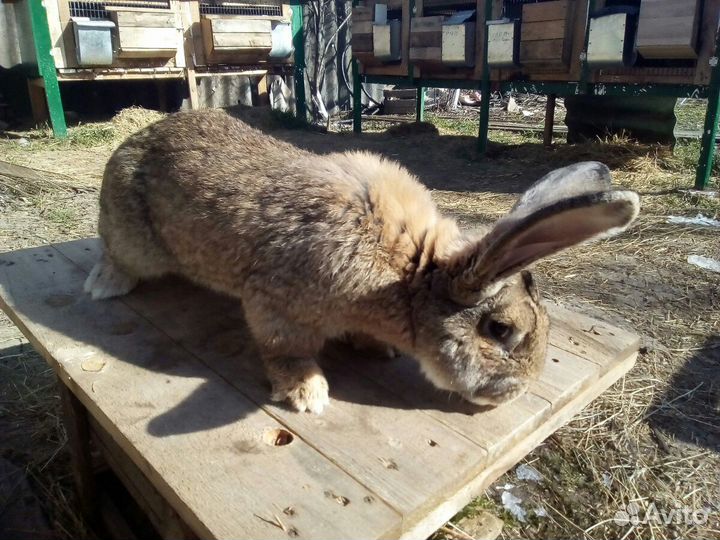 Кролики на племя