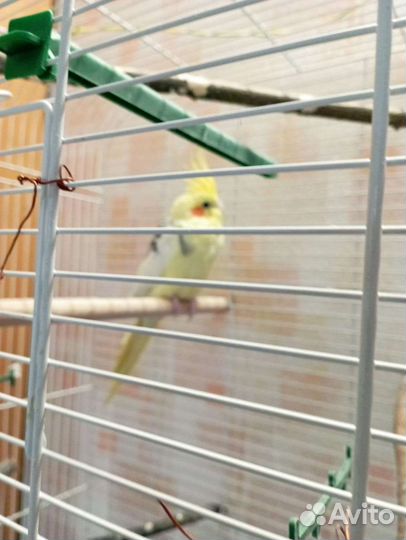 Попугай корелла с двумя клетками. 3 года