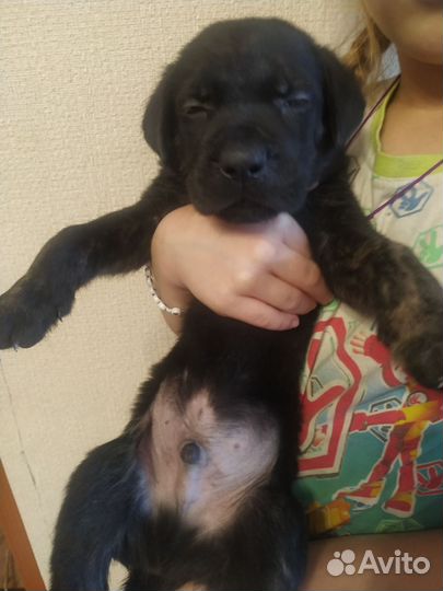 Метисы овчарка- Кане корсо