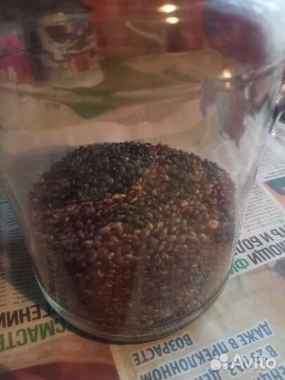 Семена люпина