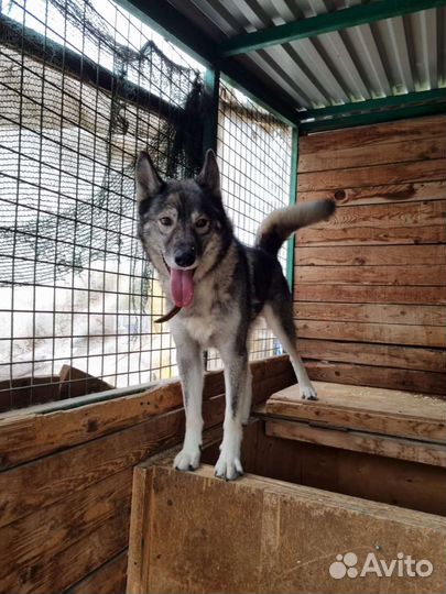 Гром полностью готов стать домашним псом