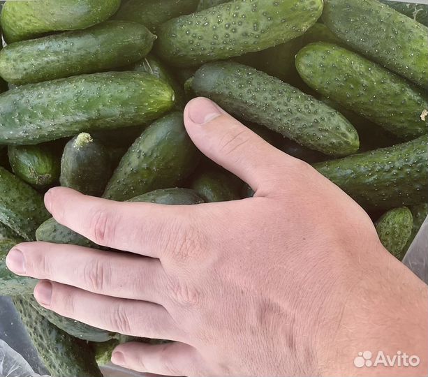 Огурцы соленые бочковые