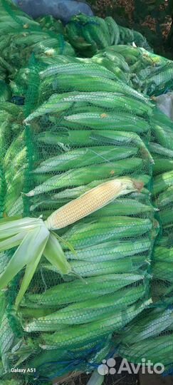 Сладкая кукуруза